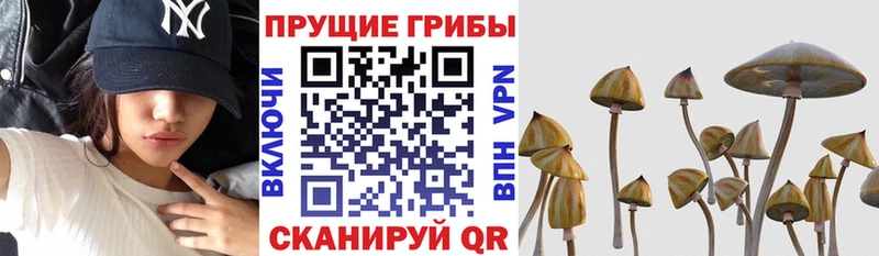 Купить  Озёрск  Галлюциногенные грибы Psilocybine cubensis 